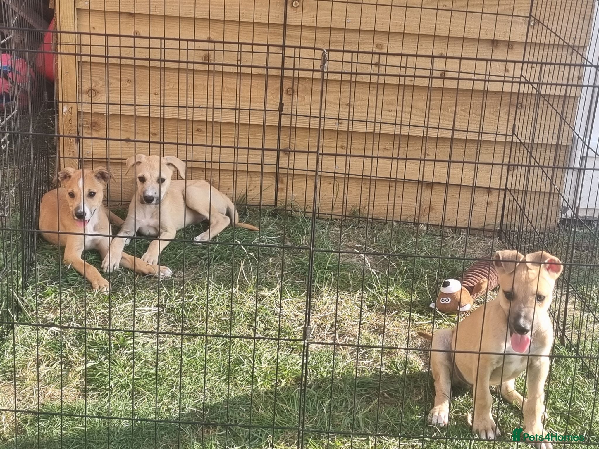 Lurcher dogs 3 Lurcher pups left - Advert 2