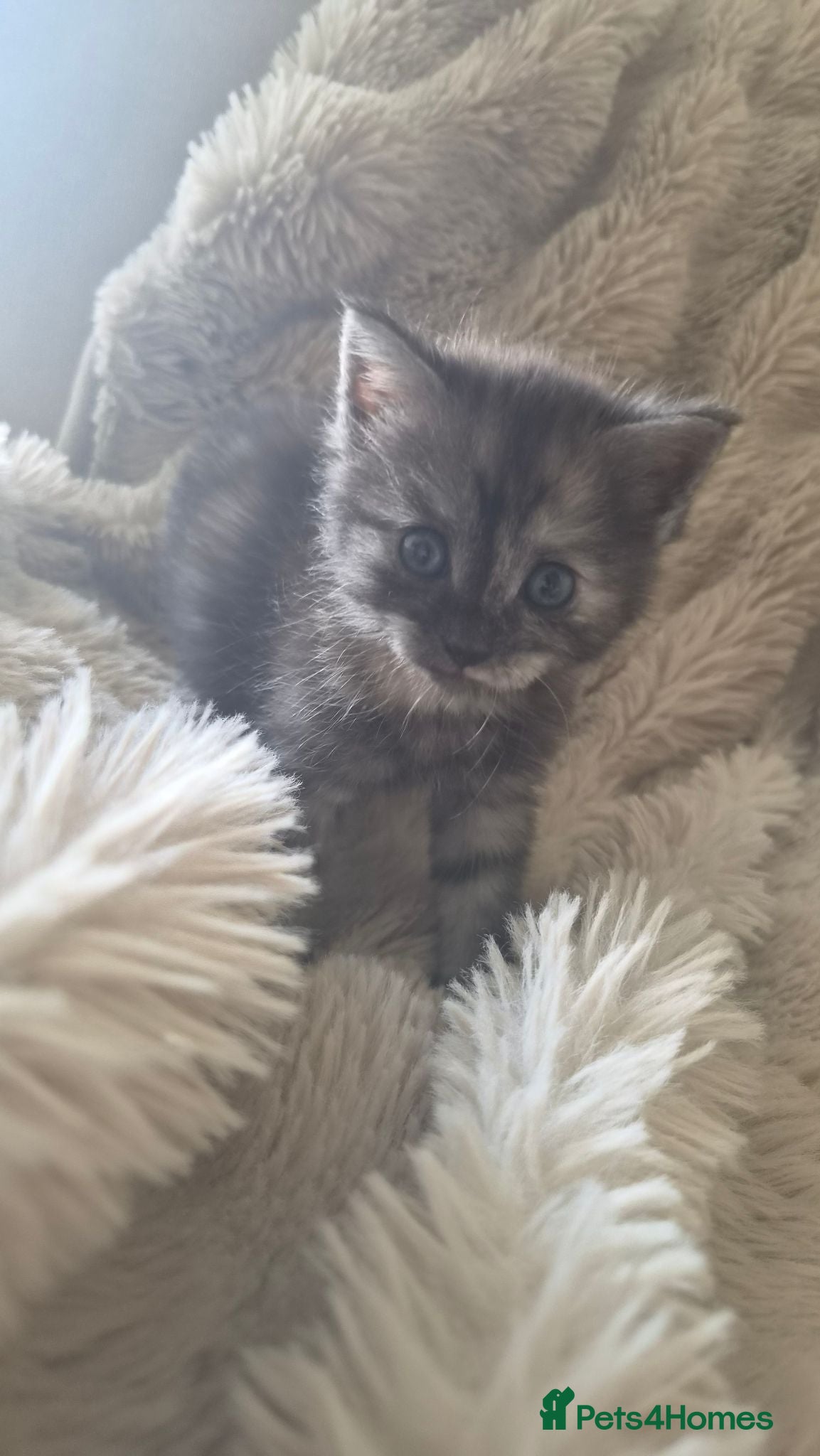 Mixed Breed cats 3x female kittens  - Advert 1