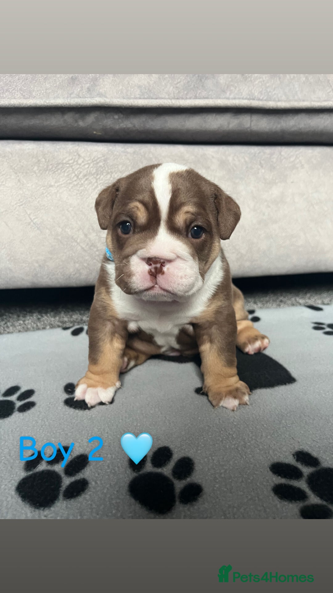 English Bulldog dogs for sale: 🐶 KC Registered English Bulldog Puppies 🐶 - Image 7