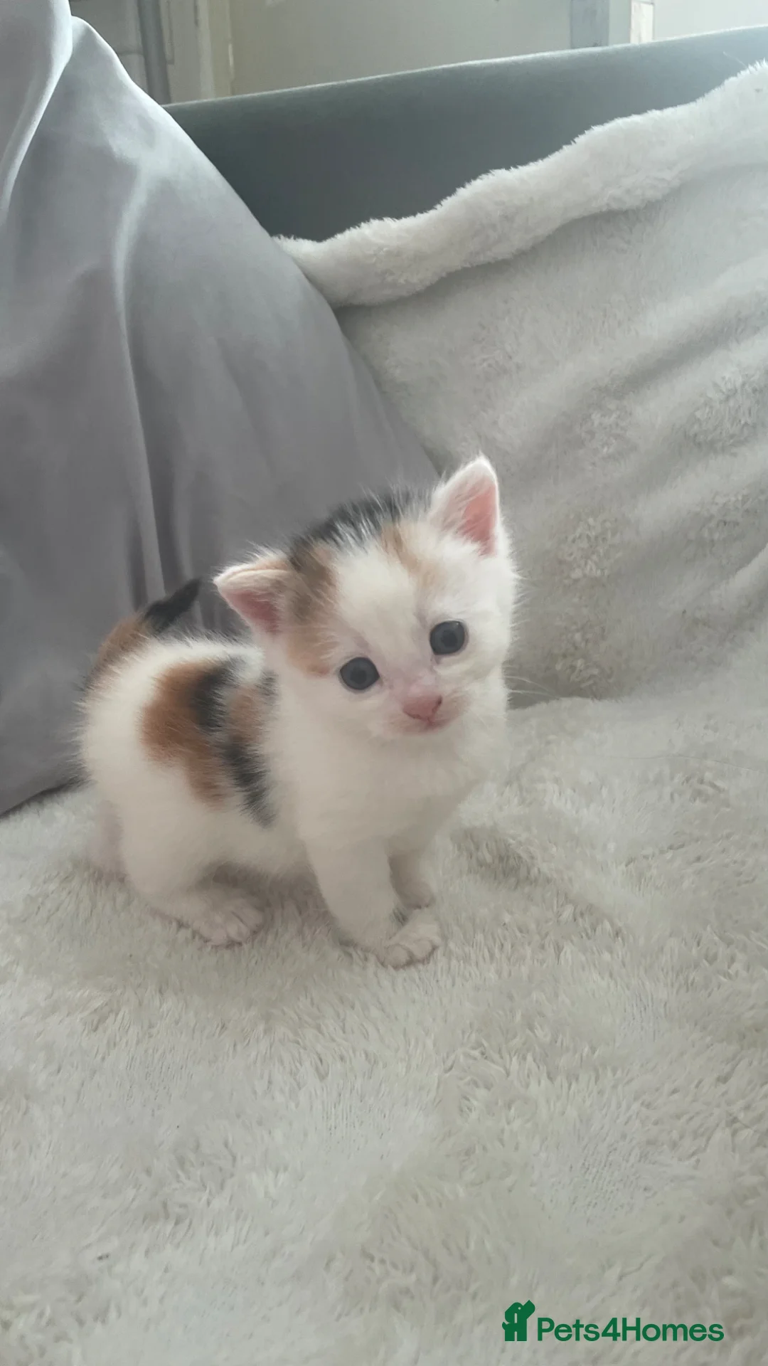 Mixed Breed cats for sale: mixed breed  in Birmingham - Advert 1