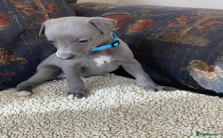 Whippet dogs - Advert 5