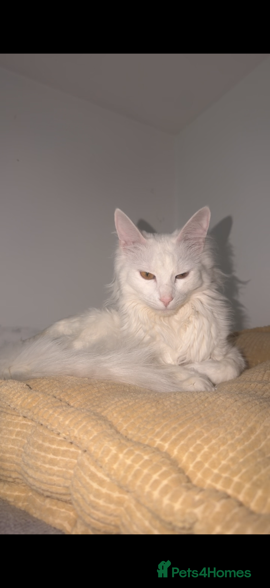 Turkish Angora cats Turkish angora for sale.  - Advert 15