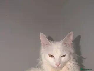 Turkish Angora cats Turkish angora for sale. - Advert 15