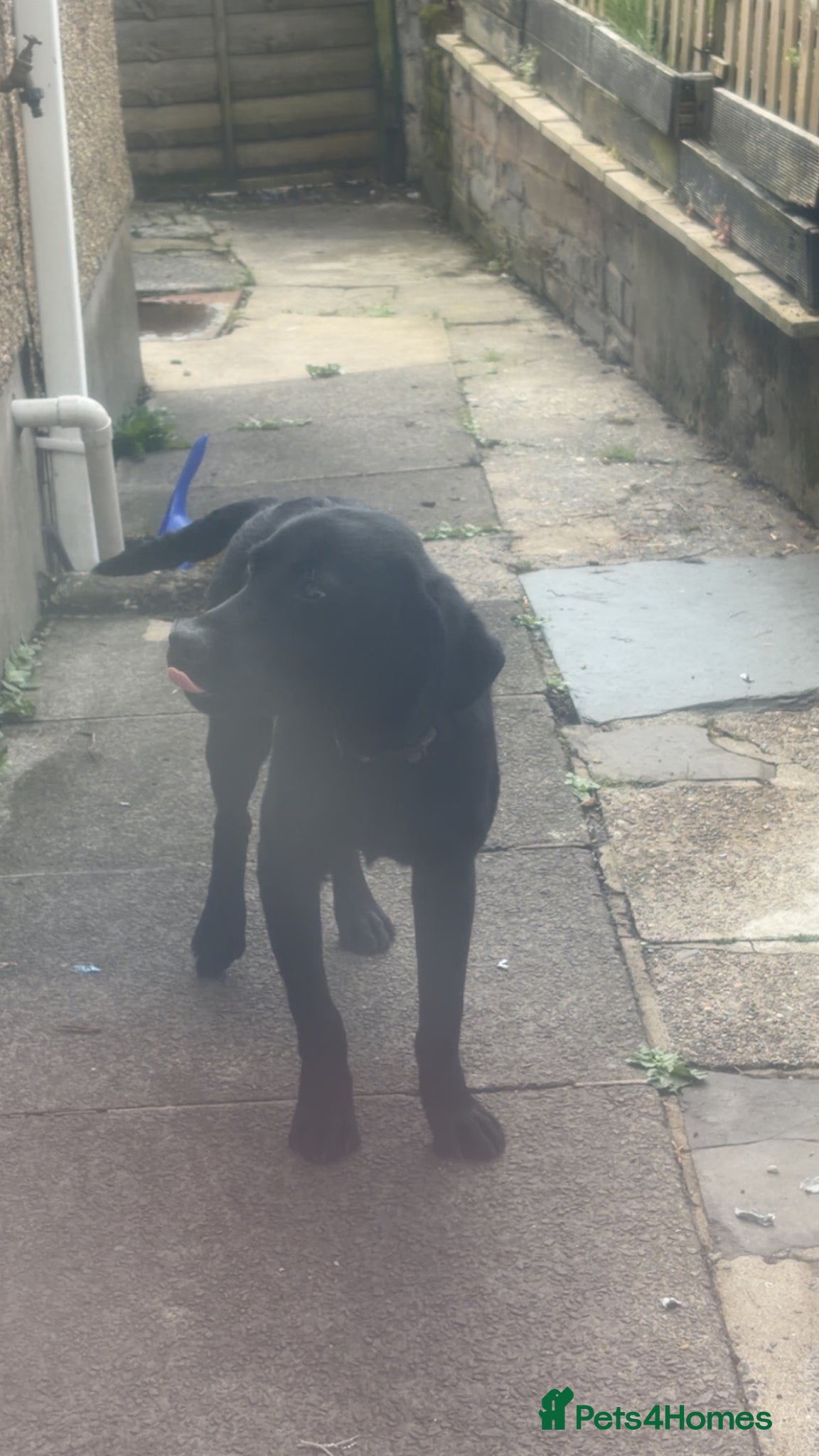 Labrador Retriever dogs for sale: Full male/ black Labrador 7months for sale  - Advert 6