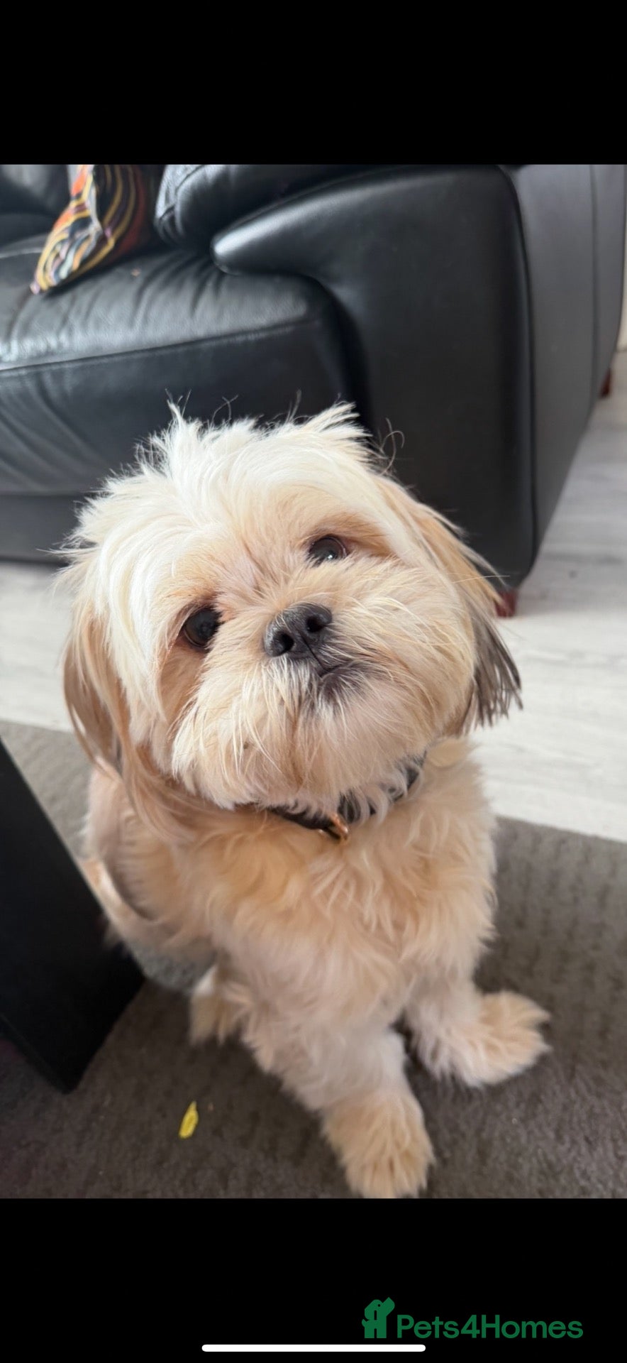 Shih Tzu dogs 🐾 HANDSOME SHIH TZU STUD – ARLO 🐾 - Advert 5