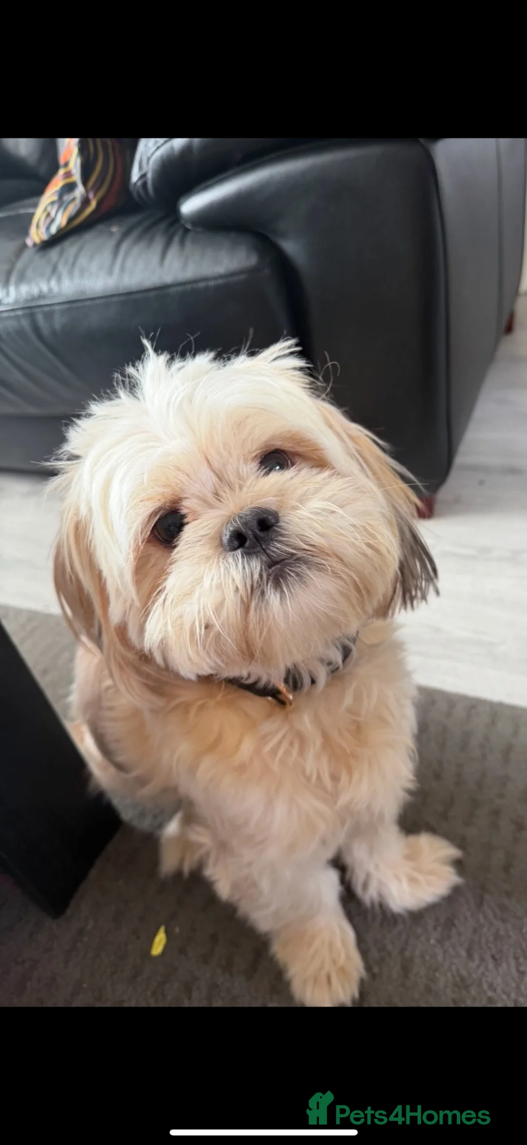 Shih Tzu dogs for stud: 🐾 HANDSOME SHIH TZU STUD – ARLO 🐾 - Advert 1