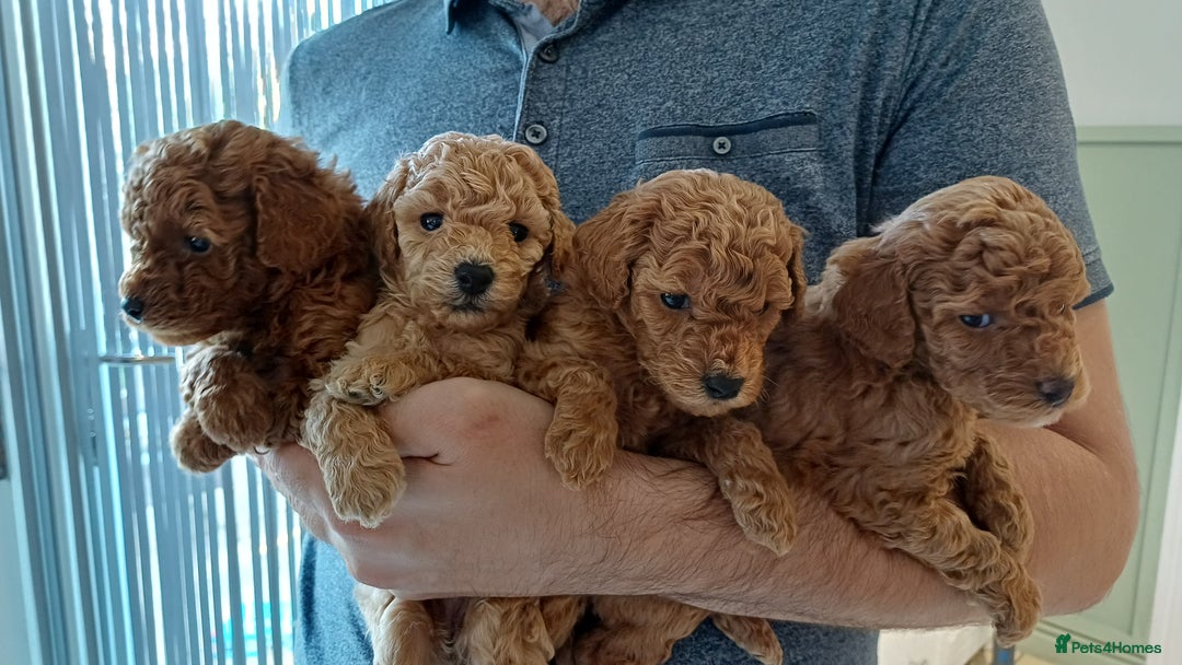 Toy Poodle dogs for sale: Charming Toy Poodle Puppies - Image 3