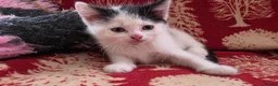 Mixed Breed cats for sale: Adorable Kittens Ready for their forever Homes - Advert 24