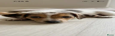 Jack Russell 3