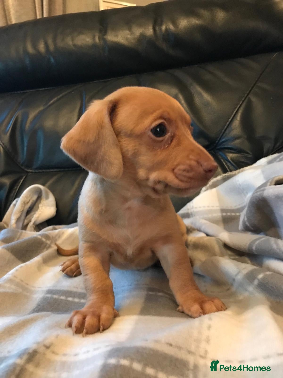 Miniature Dachshund dogs for sale: True miniature dachshunds - Advert 1
