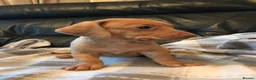 Miniature Dachshund dogs for sale: True miniature dachshunds - Advert 11