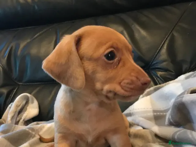 Miniature Dachshund dogs for sale: True miniature dachshunds - Advert 1