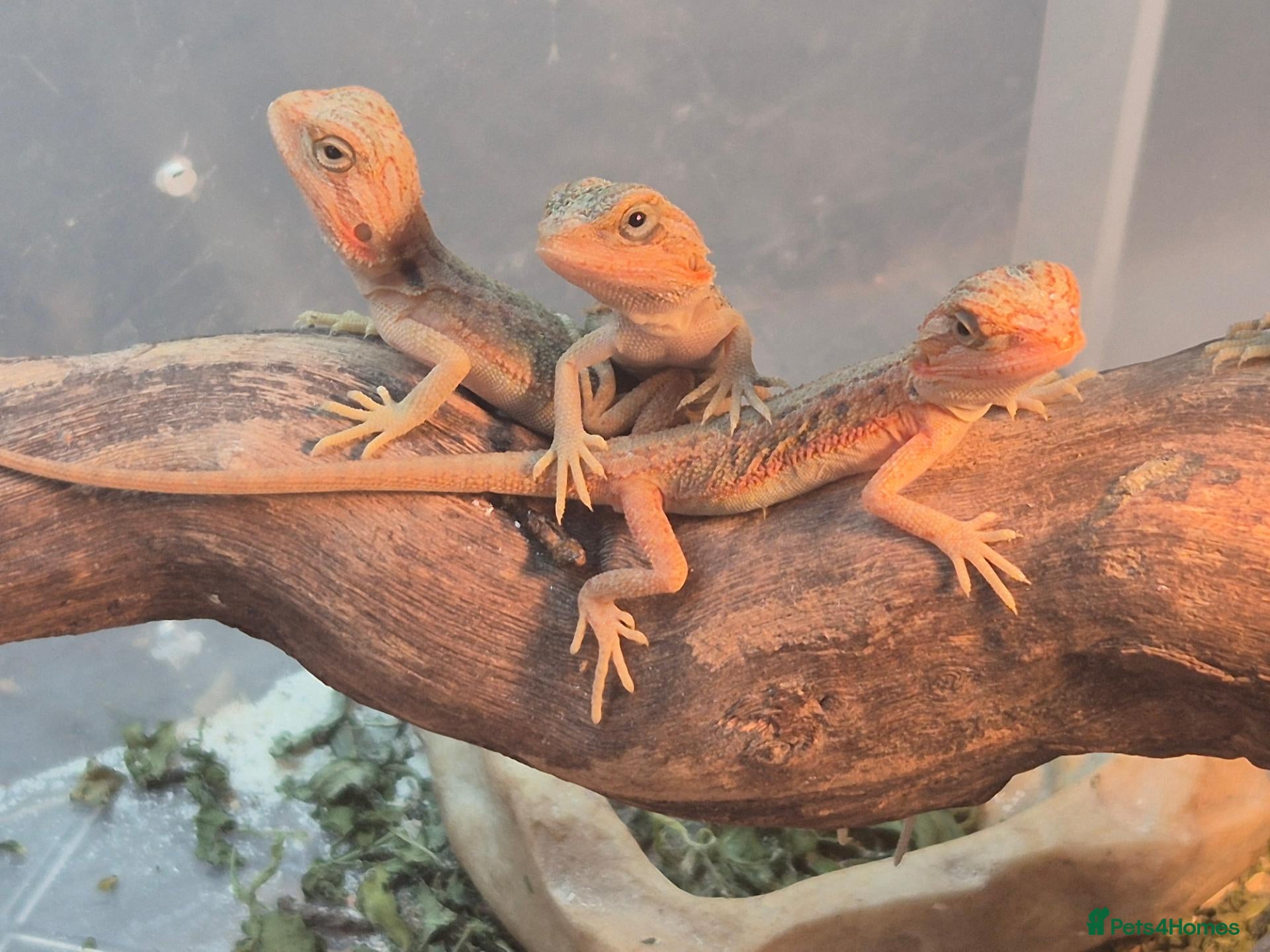Bearded Dragon reptiles for sale: 100%Het Zero Bearded Dragon baby's super friendly  - Advert 1