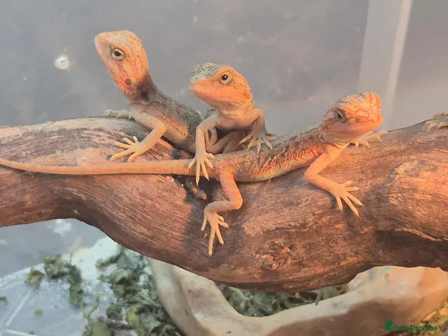 Bearded Dragon reptiles for sale: 100%Het Zero Bearded Dragon baby's super friendly - Advert 1
