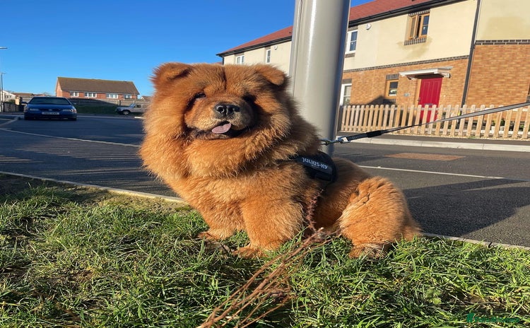Chow Chow dogs - Advert 1