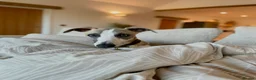 Whippet dogs for stud: Blue Fawn KC Registered Whippet available for stud - Advert 9