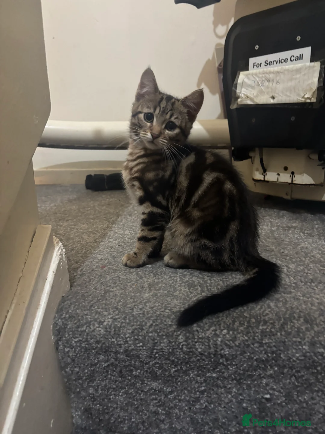 Mixed Breed cats for sale: 3 Beautiful Kittens  - Advert 1