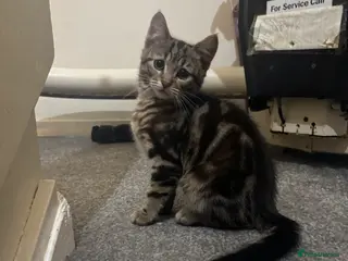 Mixed Breed cats 3 Beautiful Kittens - Advert 2