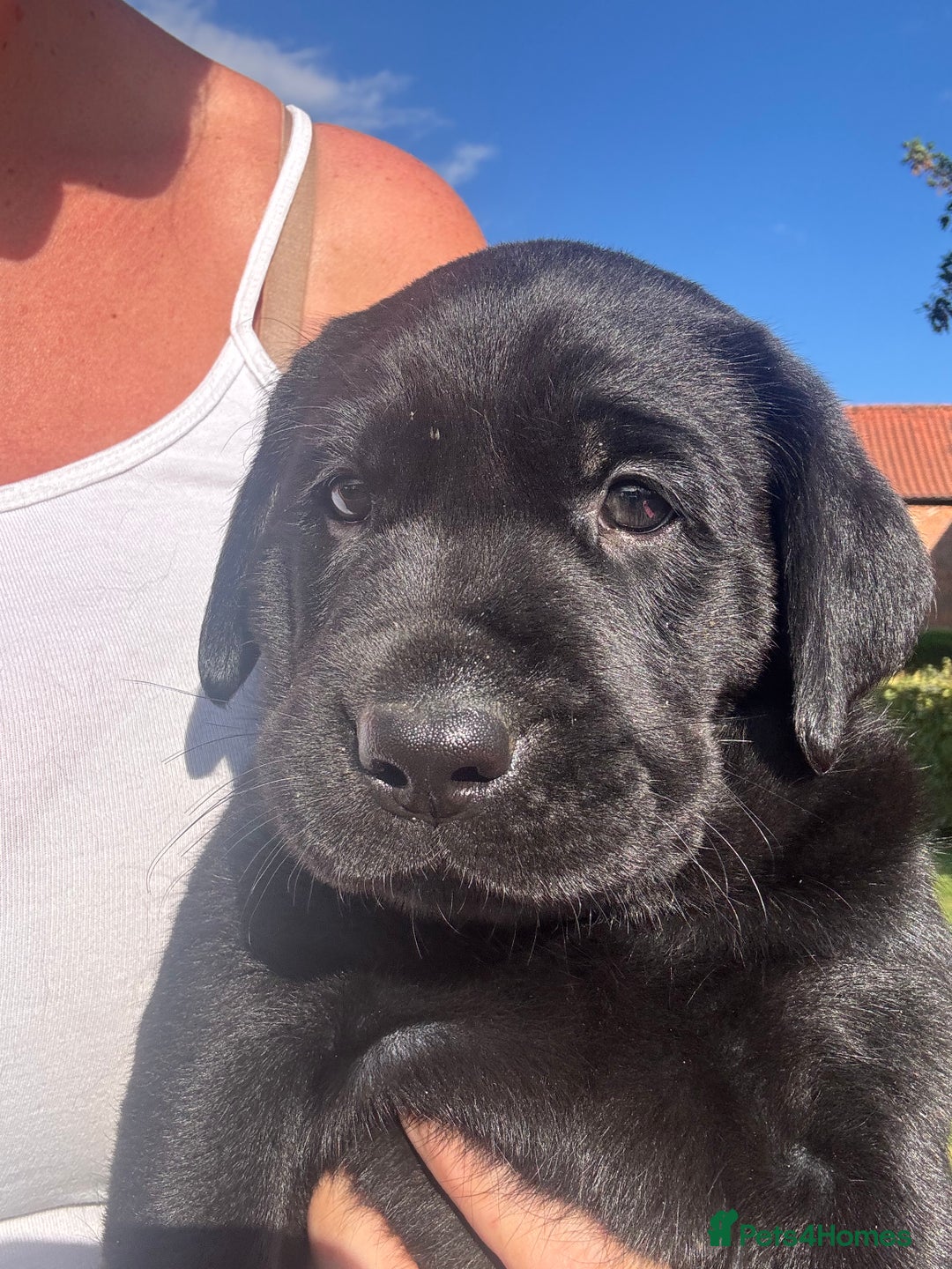 Labrador Retriever dogs for sale: Beautiful litter of Labradors - Image 7