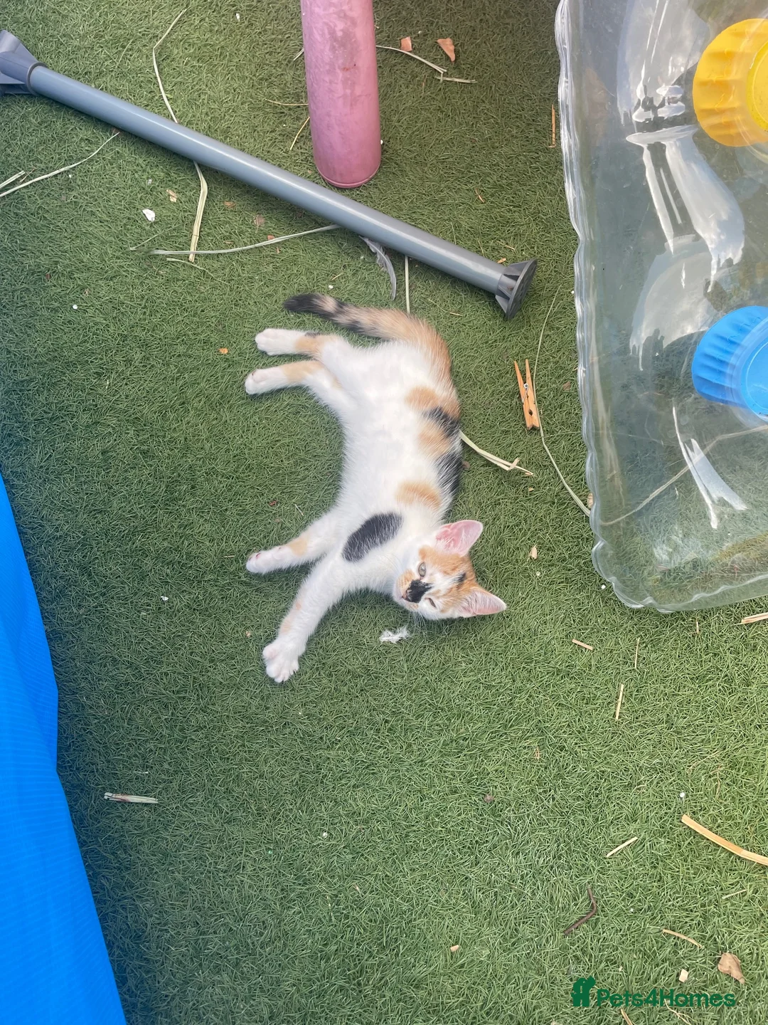 Mixed Breed cats for sale: Kittens/looking for loving homes 🐾 - Advert 8