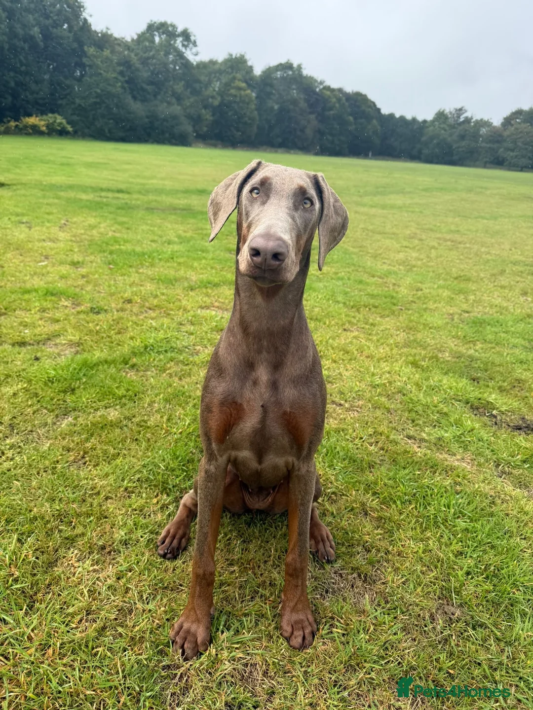 Dobermann dogs for sale: Dobermann Pinscher  - Advert 1