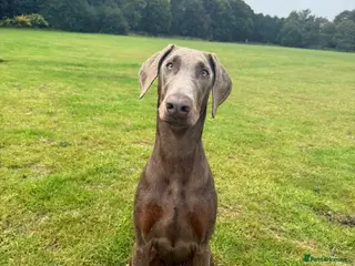 Dobermann dogs Dobermann Pinscher - Advert 1