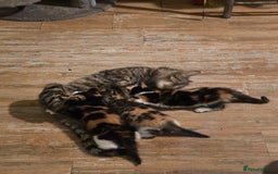 Mixed Breed cats for sale: Beautiful mixed breed female kitten  - Image 14