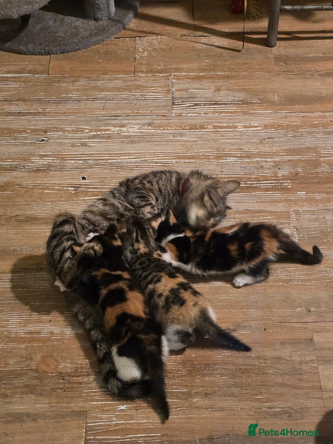 Mixed Breed cats for sale: Beautiful mixed breed female kitten  - Image 14
