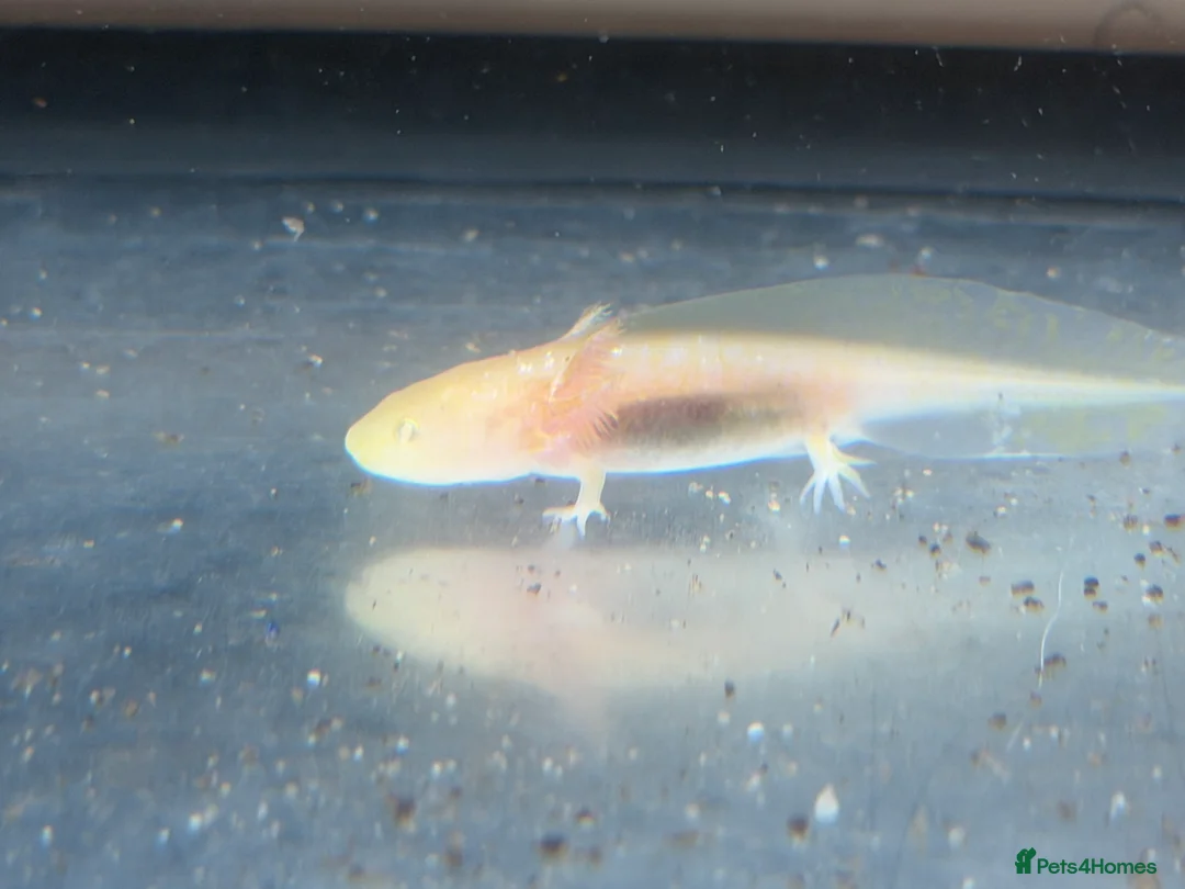 Axolotl reptiles for sale: Axolotl - Advert 9