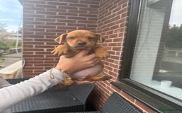Patterdale Terrier dogs for sale: Patterdale fell terriers  - Image 5