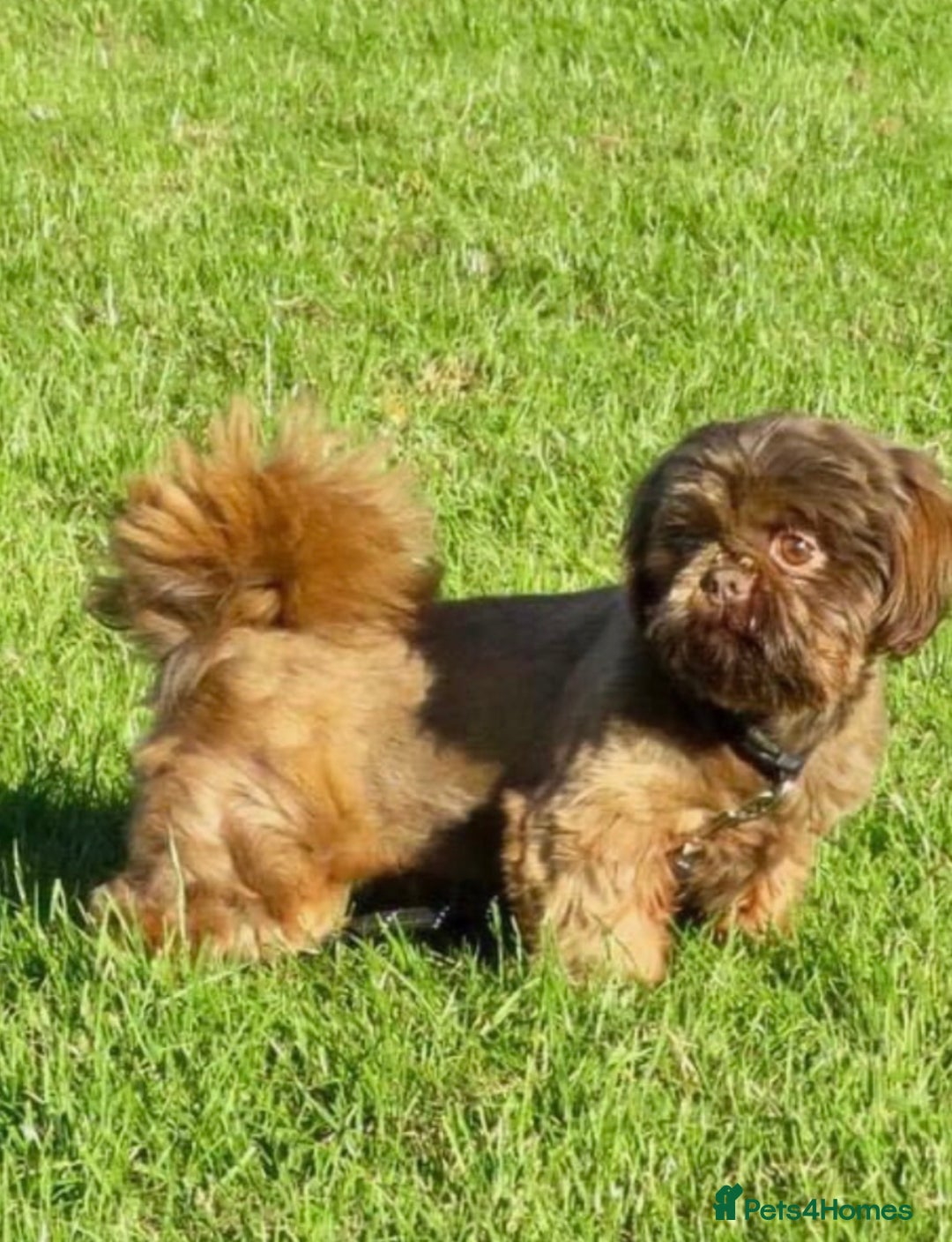 Shih Tzu dogs for sale: KC Reg Imperial Shih Tzu Puppies –  **  Ready - Advert 10