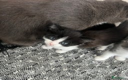 Mixed Breed cats for sale: Beautiful kittens - Image 4