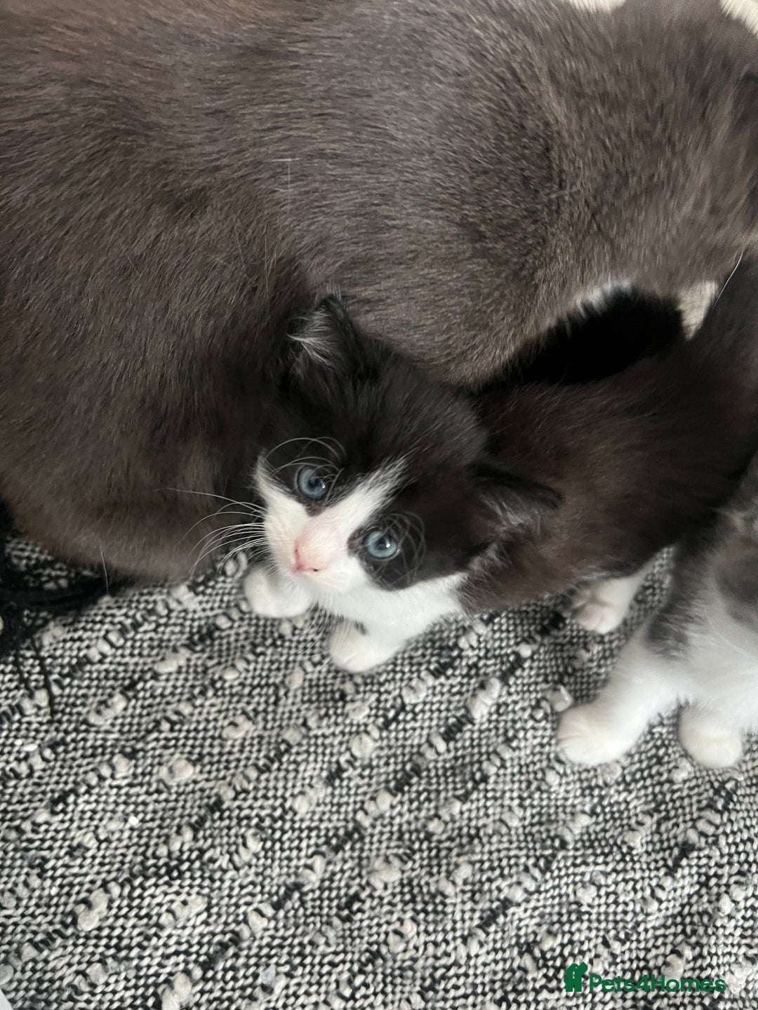 Mixed Breed cats for sale: Beautiful kittens - Image 4