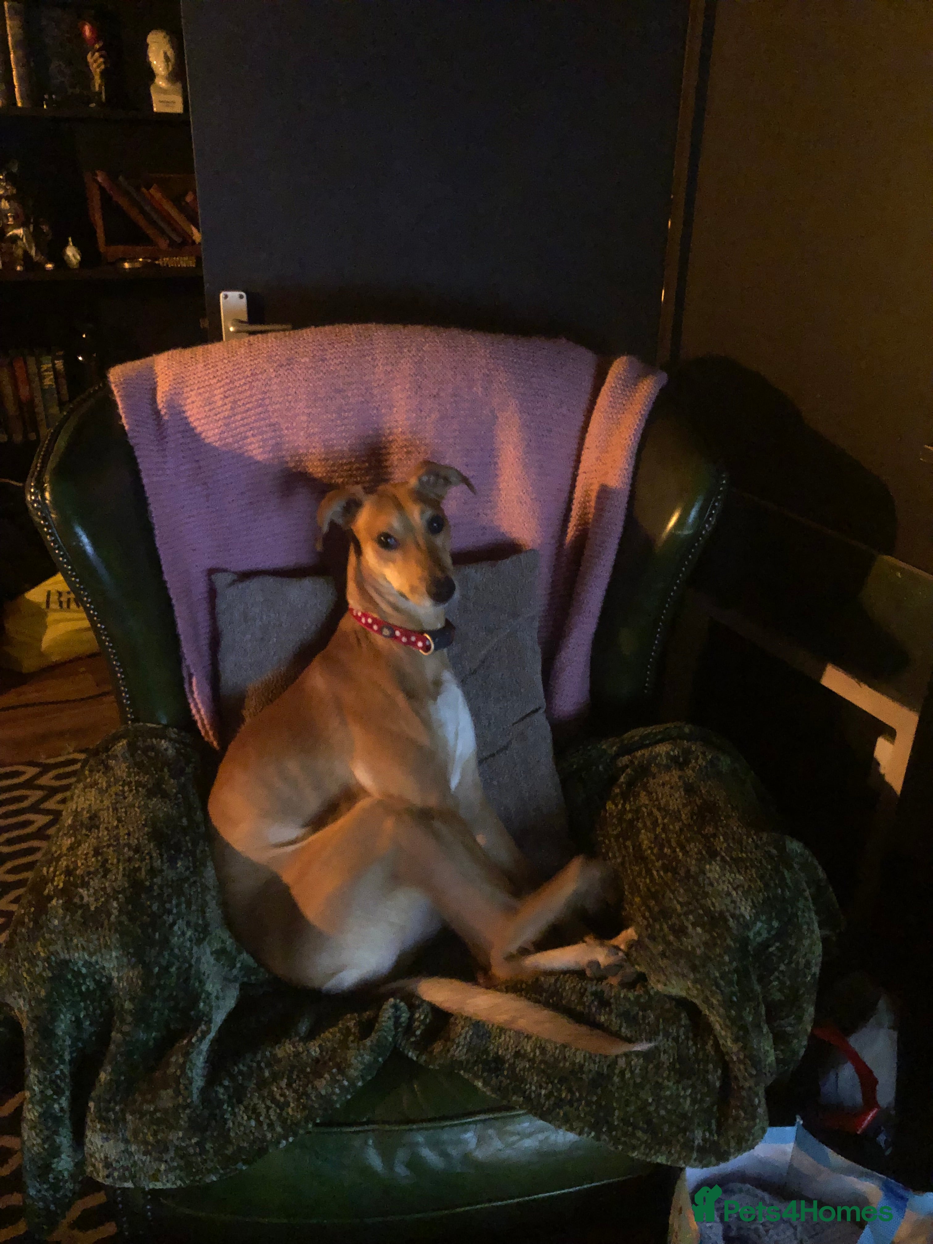 Mixed Breed dogs Hallie the Mali x whippet in Durham - Advert 14