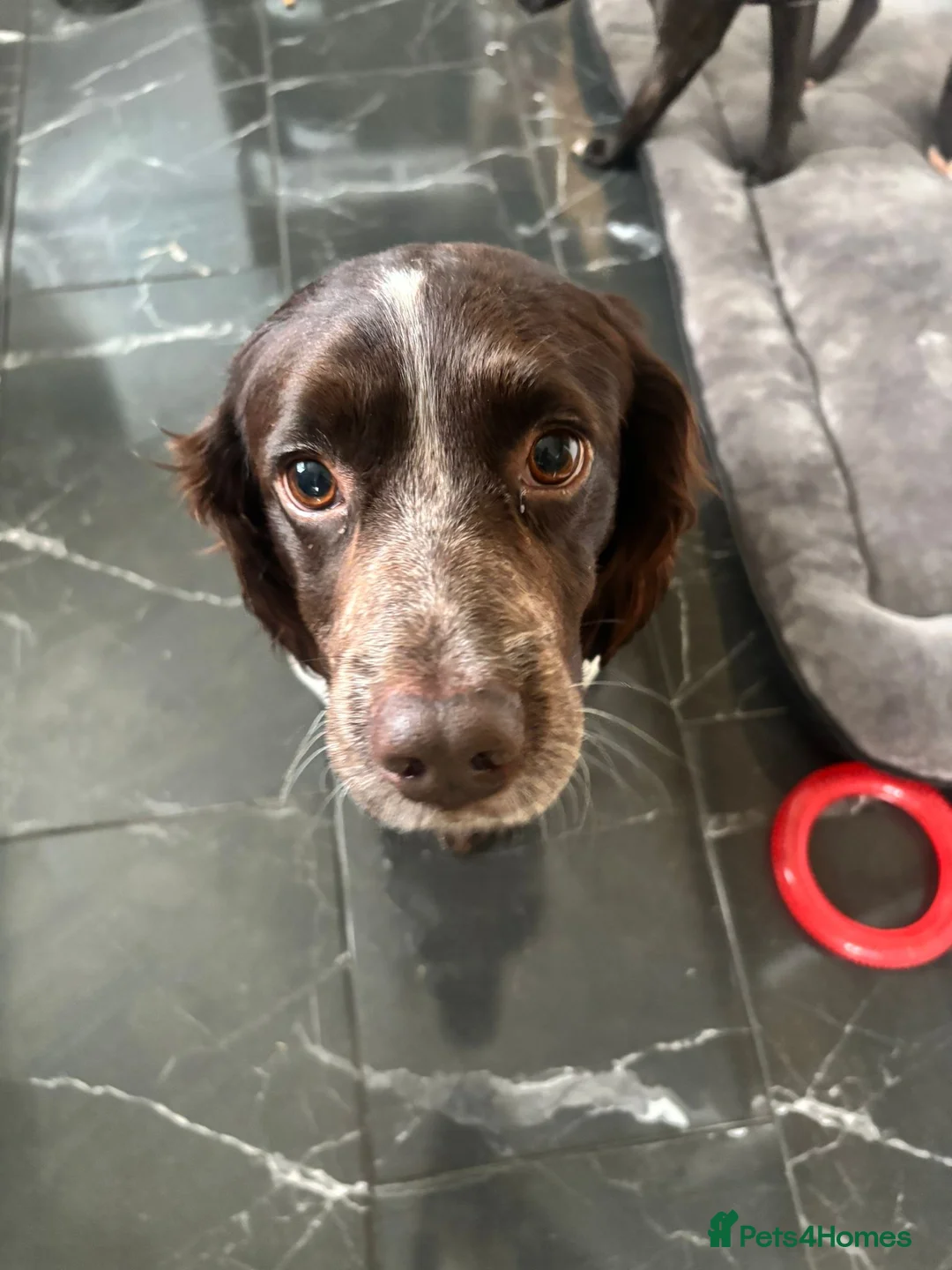 Cocker Spaniel dogs for sale: Cocker Spaniel Male - Advert 6