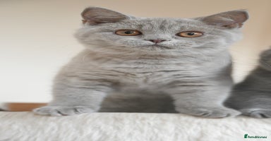 British Shorthair cats - Advert 3