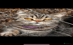 Persian cats for sale: Persian exotic cats - new homes needed - Image 7