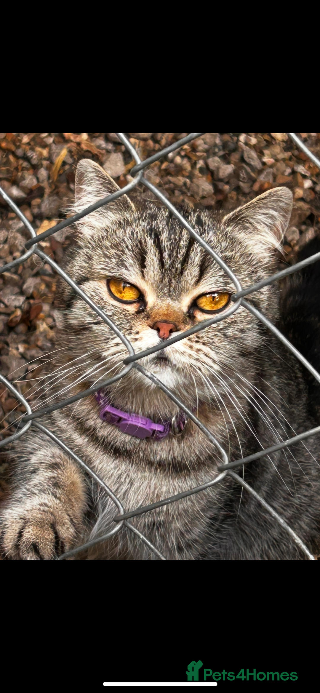 Persian cats for sale: Persian exotic cats - new homes needed - Image 7