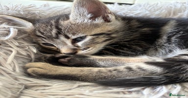 Mixed Breed cats - Advert 6
