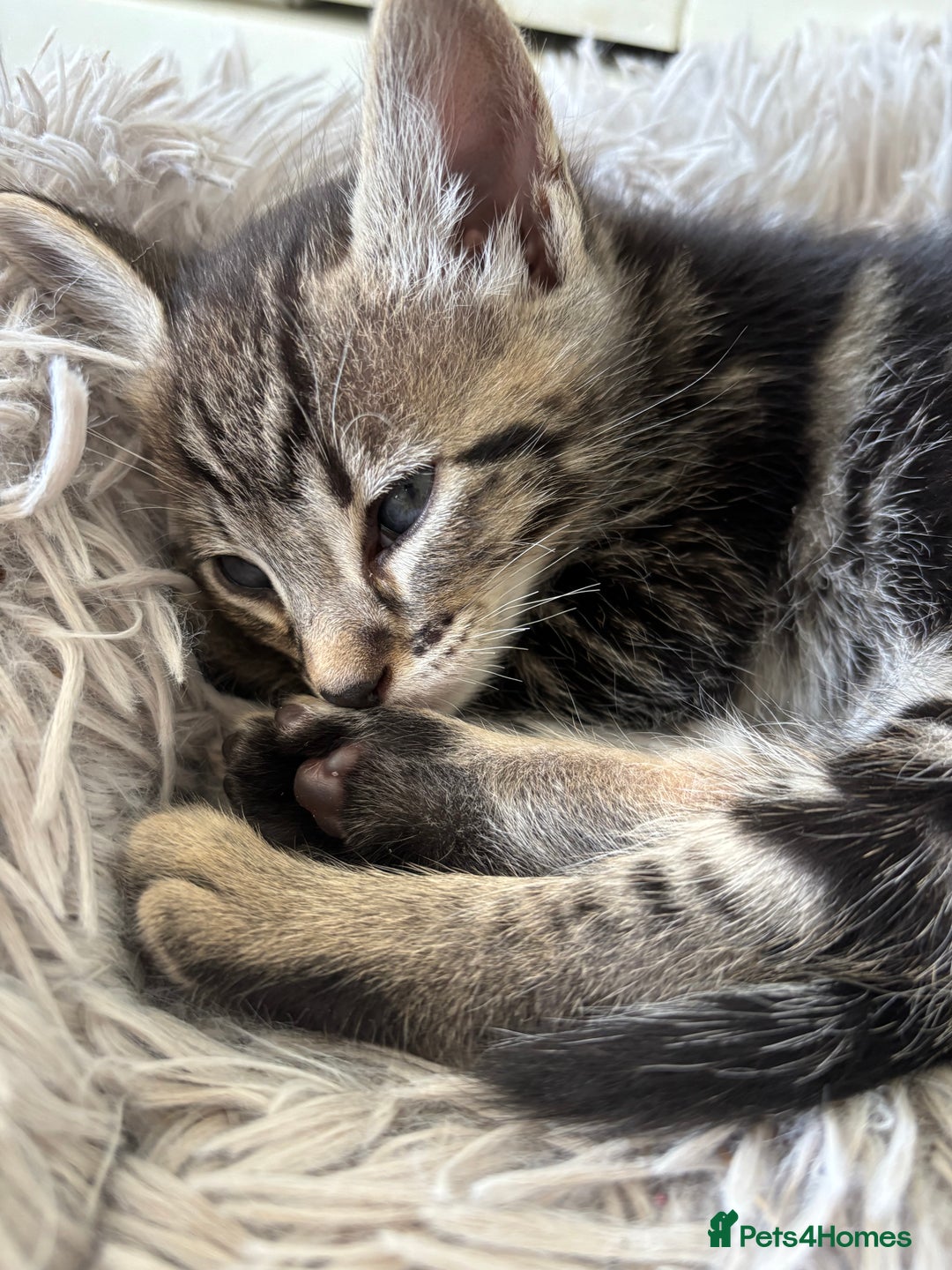 Mixed Breed cats for sale: Stunning litter of 7 kittens - Image 3