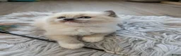 Ragdoll cats for sale: Ragdoll Kittens - Advert 11