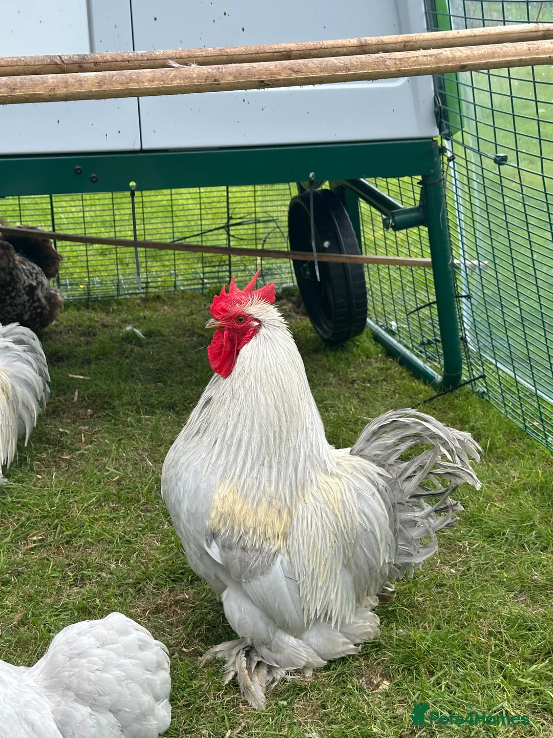 Chickens poultry for sale: Lavender Pekin Cockerel  in Salisbury - Advert 1