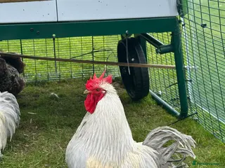 Chickens poultry Lavender Pekin Cockerel - Advert 1