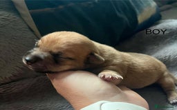Jack Russell dogs for sale: ** Stunning Pure Miniature Jack Russell Pups ** - Image 14