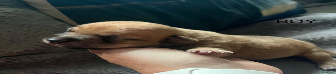 Jack Russell Puppy 5