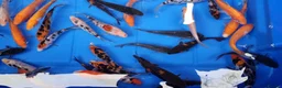 Koi Carp fish for sale: 4 to 5 inch Koi Carp mix pond fish in Chorley - Advert 9