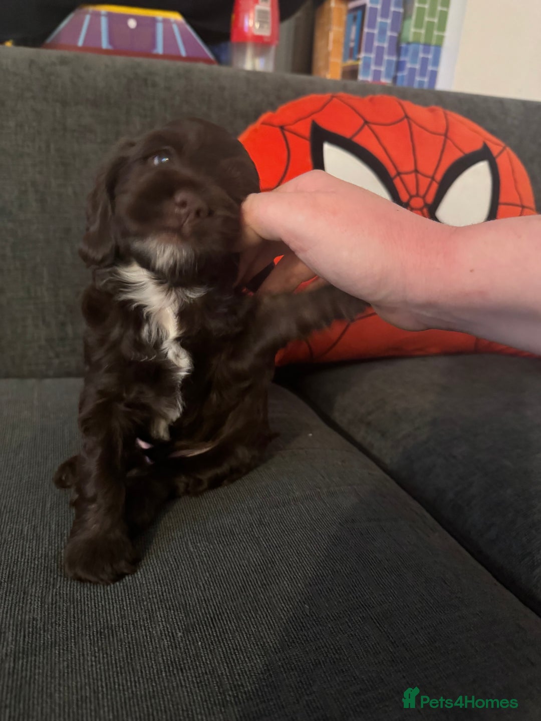 Cockapoo dogs for sale: F1b cockpoo puppies looking for forever homes.  - Advert 11