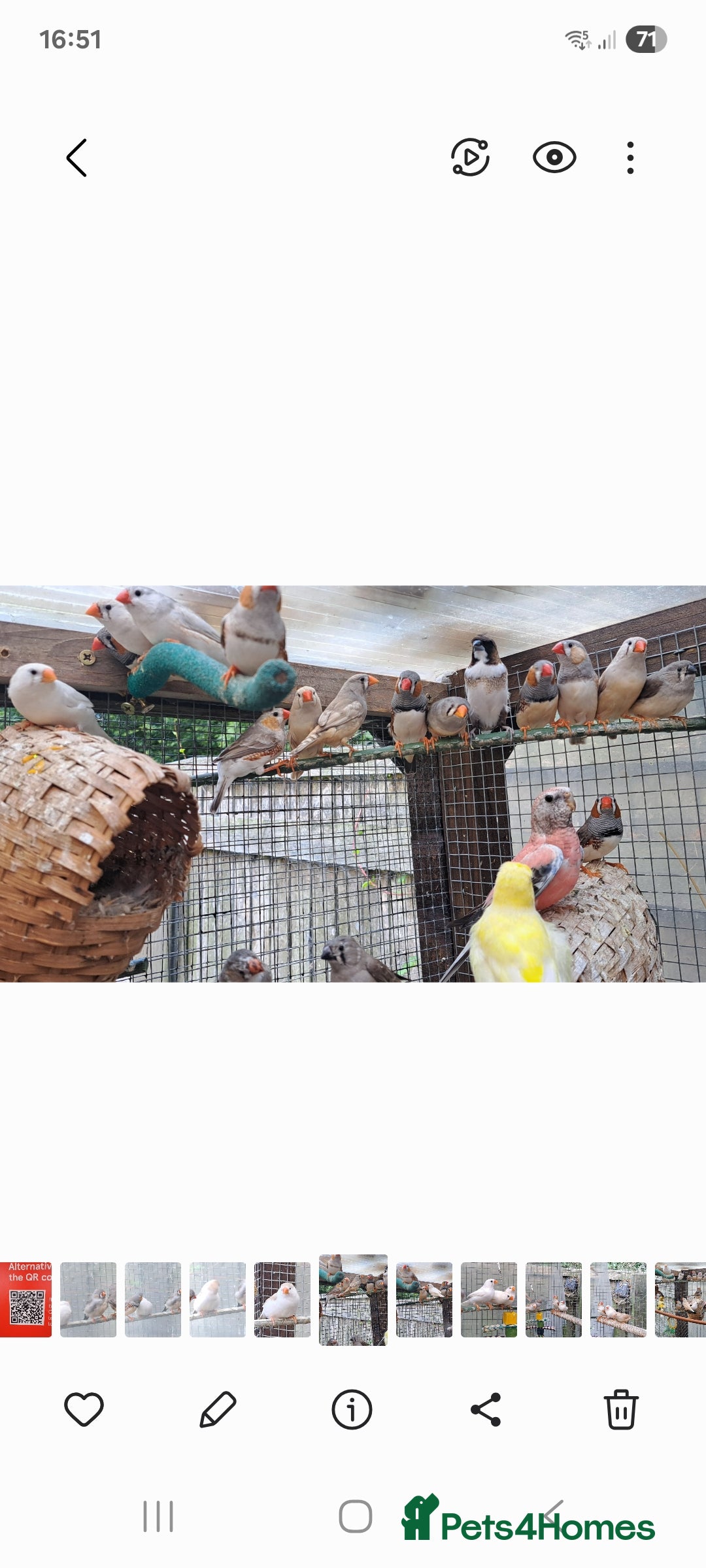 Finches birds for sale: Zebra Finch - Image 3