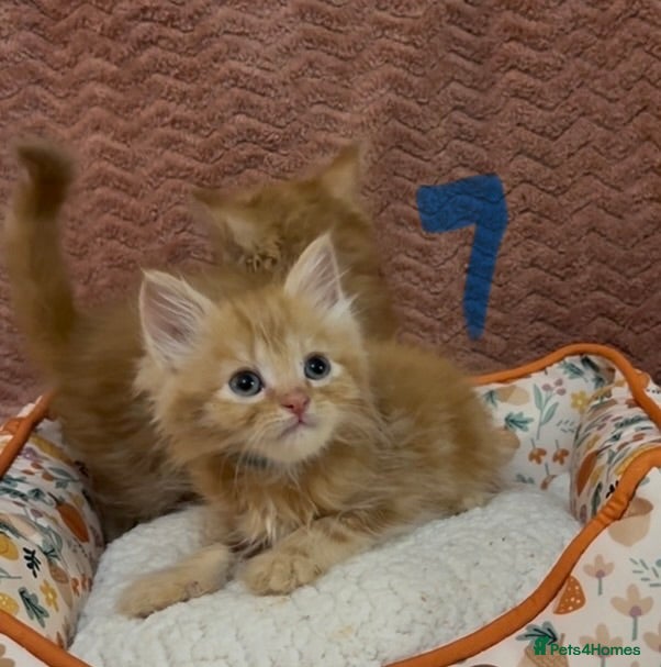 Mixed Breed cats for sale: 8 beautiful kittens ready for loving homes  - Advert 27