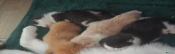 Mixed Breed cats for sale: 3 cute playful kittens available  in Birmingham - Advert 4